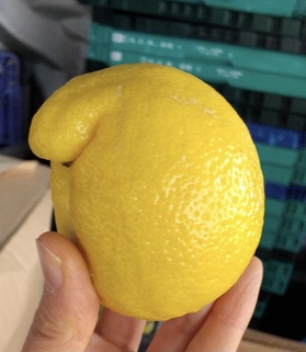 変なレモン.jpeg
