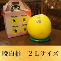 世界一大きい柑橘「晩白柚」2Lサイズ　5,000円【税込】