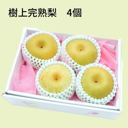 樹上完熟 梨 4個 期間限定 万福農園の梨  贈答用 プレゼント
