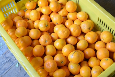 秘蜜みかん　和歌山県産　完熟訳アリみかん　5キロ　(自宅用、送料込)